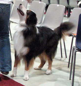 intermediate males G Tres Colores Imperial Luz