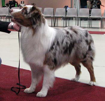 intermediate males VG4 Tres Colores Hiawatha Mohawk