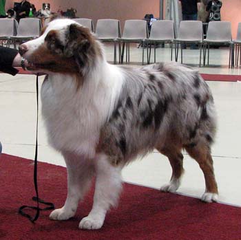 intermediate males VG4 Tres Colores Hiawatha Mohawk1