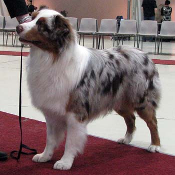 intermediate males VG4 Tres Colores Hiawatha Mohawk2