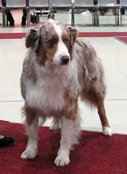 open bitches EXC1 res.CAC res.CACIB 2nd best bitch Bluesound's Honey