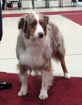 open bitches EXC1 res.CAC res.CACIB 2nd best bitch Bluesound's Honey1