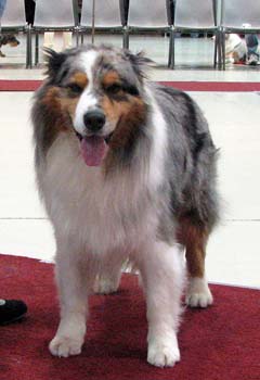 open males EXC1 3rd best male Namikiss Endless Joy