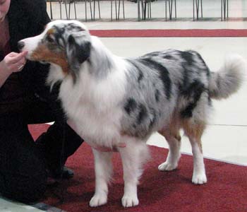 open males EXC2 Hazelmoor Mozzarella Moon1