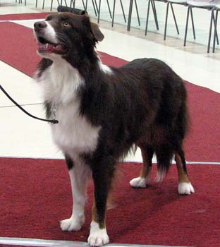 open males G Shepmate's Super Voltage