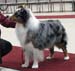 champion males VG2 Drover's Attent'n Please