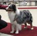 champion males VG2 Drover's Attent'n Please1