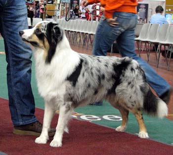 intermediate dogs G Blue-Sky