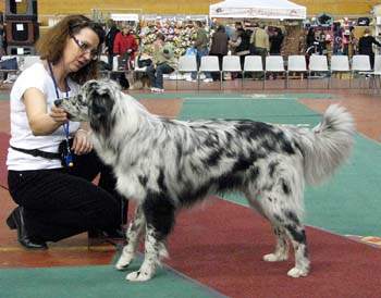 intermediate dogs VG3 Snowtime's Dusty Desert