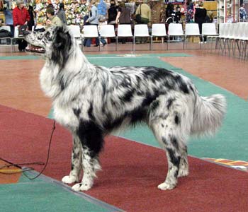 intermediate dogs VG3 Snowtimes Dusty Desert1
