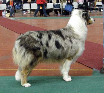 junior bitches EXC1 3rd best bitch res.CAC Doubleyou Wait And See