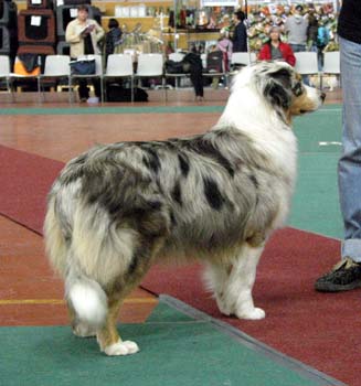 junior bitches EXC1 3rd best bitch res.CAC Doubleyou Wait And See1