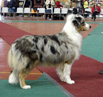 junior bitches EXC1 3rd best bitch res.CAC Doubleyou Wait And See2