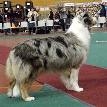 junior bitches EXC1 3rd best bitch res.CAC Doubleyou Wait And See3