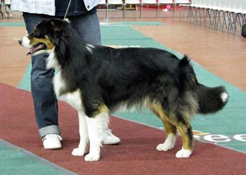 junior dogs EXC1 2nd best male res.CAC Drover's Fearless Knight
