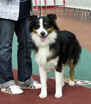 junior dogs EXC1 2nd best male res.CAC Drover's Fearless Knight1