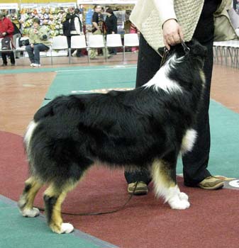 junior dogs EXC2 3rd best male Strandly Dark Passion