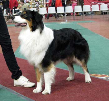 junior dogs G Drover's Friggn Fabulous