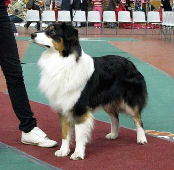 junior dogs G Drover's Friggn Fabulous1