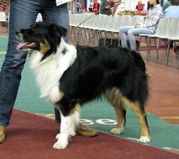 junior dogs G Wolffhouse-Caratia Iceberg