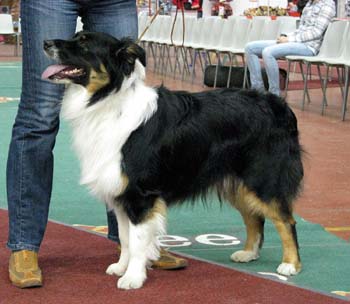 junior dogs G Wolffhouse-Caratia Iceberg1