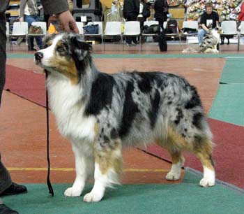 open bitches EXC1 2nd best bitch res.CACIB Drover's Breakthrough