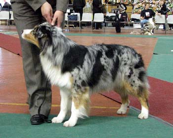open bitches EXC1 2nd best bitch res.CACIB Drover's Breakthrough1