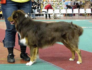 open dogs VG1 Tres Colores Himalaya High