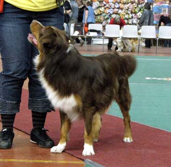 open dogs VG1 Tres Colores Himalaya High1