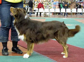 open dogs VG1 Tres Colores Himalaya High2
