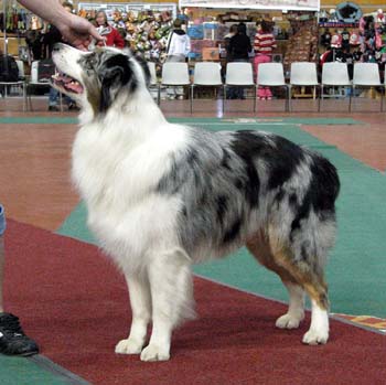open dogs VG2 Tres Colores Napoleon BP