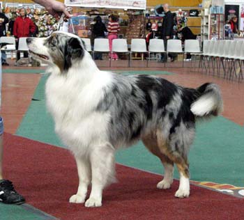 open dogs VG2 Tres Colores Napoleon BP1