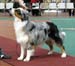 champion dogs EXC1 CAC CACIB BOS CH Drover's Counting Sheep