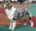 intermediate bitches EXC1 BOB CAC CACIB Riekonhovin Magical Moment1