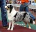 intermediate dogs G Blue-Sky