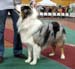 intermediate dogs VG2 Riekonhovin Mystic Moment1