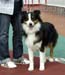 junior dogs EXC1 2nd best male res.CAC Drover's Fearless Knight1