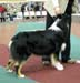 junior dogs EXC2 3rd best male Strandly Dark Passion