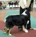 junior dogs EXC2 3rd best male Strandly Dark Passion1