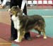 junior dogs EXC3 4th best male Capricole Flight of Fury
