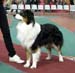 junior dogs G Drover's Friggn Fabulous1