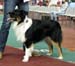 junior dogs G Wolffhouse-Caratia Iceberg