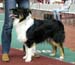junior dogs G Wolffhouse-Caratia Iceberg1