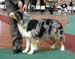 open bitches EXC1 2nd best bitch res.CACIB Drover's Breakthrough1