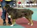 open dogs VG1 Tres Colores Himalaya High
