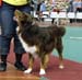 open dogs VG1 Tres Colores Himalaya High1