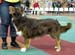 open dogs VG1 Tres Colores Himalaya High2