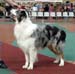 open dogs VG2 Tres Colores Napoleon BP