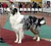 open dogs VG2 Tres Colores Napoleon BP1