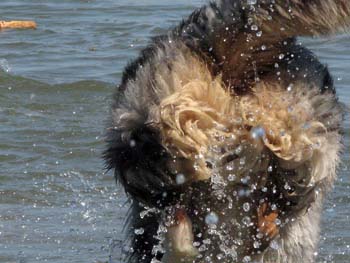 Albin jumps in to the sea 3rd May